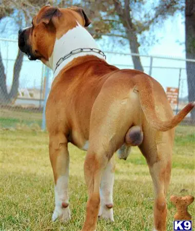 American Staffordshire Terrier stud dog